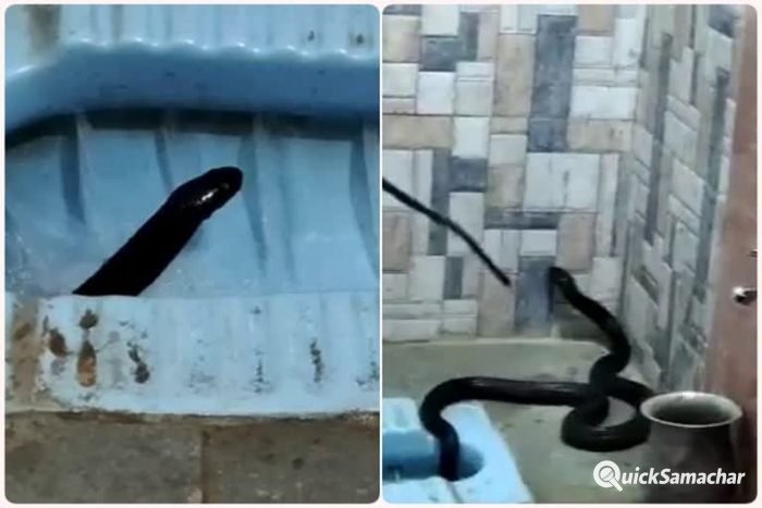 cobra-snake2-700×467