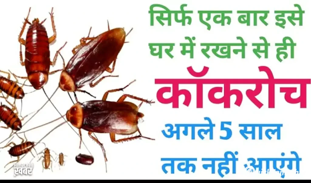 बस दो मिनट में सारे कॉकरोच को किचन से बाहर कर देगा ये तरीका, कीजिए बस ये काम बस दो मिनट में सारे कॉकरोच को किचन से बाहर कर देगा ये तरीका, कीजिए बस ये काम