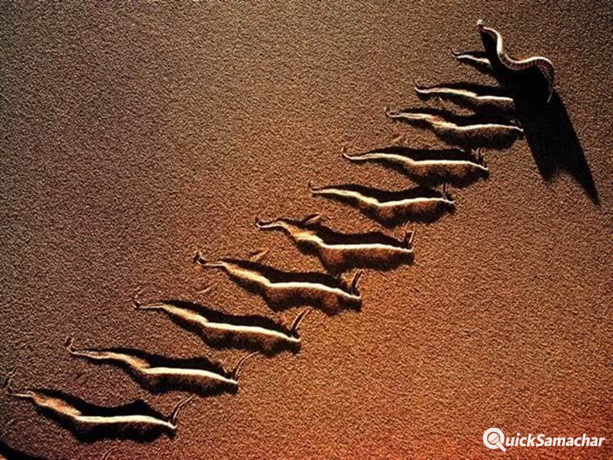 deadly-snake-2025-11-4800760b6473f33bb7688c91dce308c9