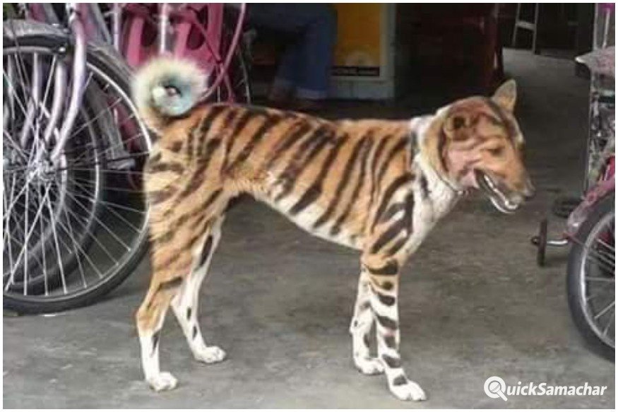 dog2