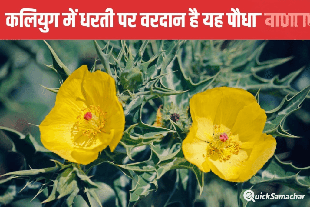 बुढ़ापे में भी जवानी ला देगा यह पौधा ! सिर्फ 7 दिन कर लें सेवन, नस-नस में दौड़ने लगेगी घोड़े सी ताकत ˛˛ बुढ़ापे में भी जवानी ला देगा यह पौधा ! सिर्फ 7 दिन कर लें सेवन, नस-नस में दौड़ने लगेगी घोड़े सी ताकत ˛˛