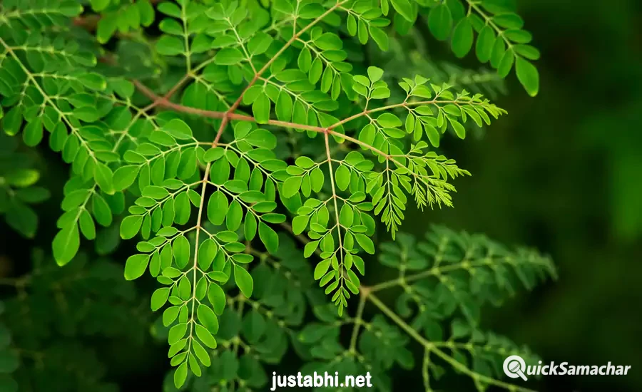 moringa