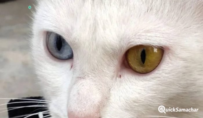 rare-cat-2-700×408