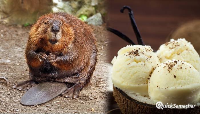 vanilla-beaver