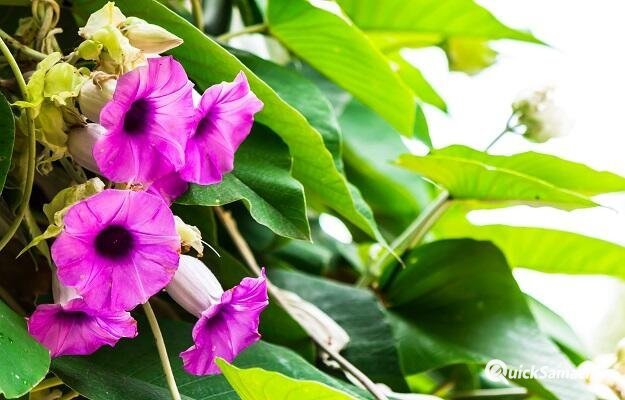 vridhadaru-argyreia-speciosa-benefits-and-side-effects-in-hindi