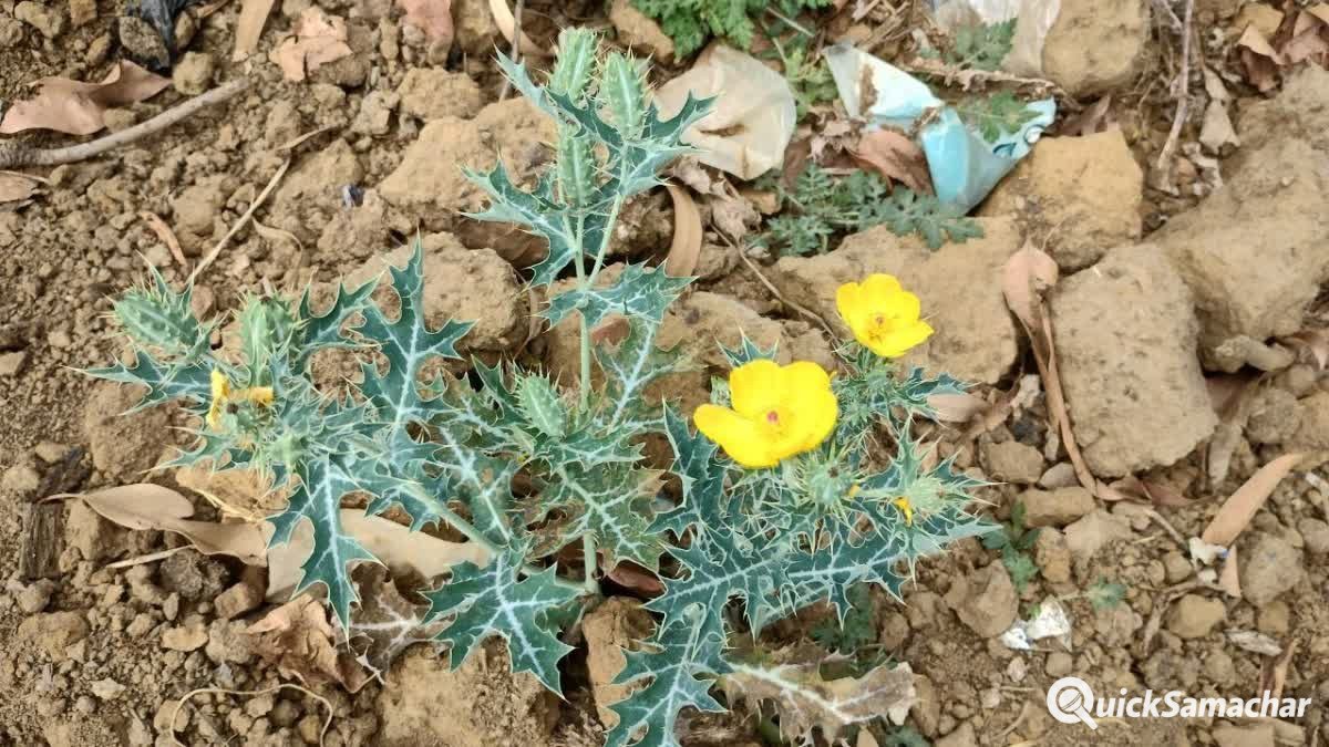 1200-675-21320779-thumbnail-16×9-plant